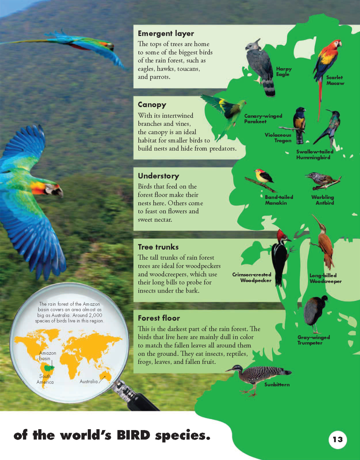[Sách] Everything You Need to Know About Birds by DK Smithsonian – Sách ...